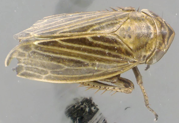 Aphrodes 1